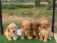 RENK GÜZELİ MALTİPOO YAVRULAR