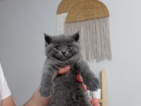 Pofuduk british shorthair bebekler