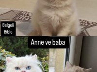 Üretim kedisi değil özel bakım ve mükemmel güzellikte