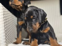 Estetikli king doberman yavrular