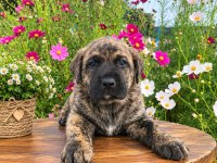 ÖZEL BRİNDLE RENK ERKEK YAVRU CANE CORSO