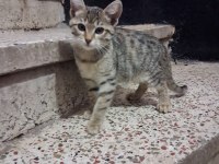 ESKİSEHİR ACİL 3 aylık calico yavrular