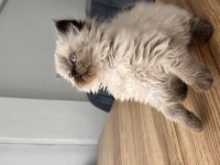 British Longhair Chocolate Point Dişi Yavru