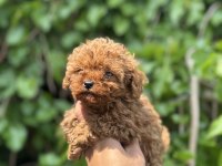 EXOTIC PET CLUB TOY POODLE YAVRULARI