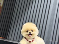Show Kalite Pomeranian Boo Yavrular