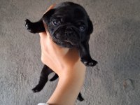 Yurt dışı girişli solid siyah jaguari pug yavrular