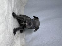 MAVİ GÖZ A KALİTE FRENCH BULLDOG YAVRULAR