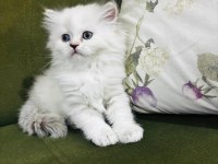 British longhair 3.5 aylık erkek