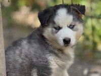 Yakışıklı ve güzel husky köpekler