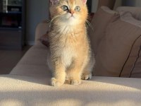 Yavru british shorthair bebişler