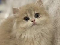 Saf Kan Cy 12 British Longhair