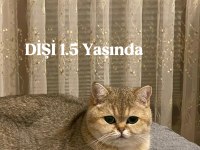 British Shorthair Kediler