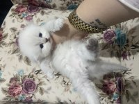Eskişehir tepebaşından british longhair