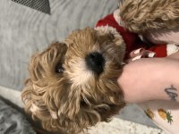 Yavru Maltipoo