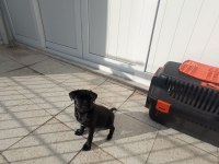 Dışı pug mops yavrusu