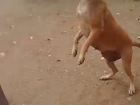 Belçika kurdu köpekler