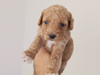 Poodle yavru köpeğimiz