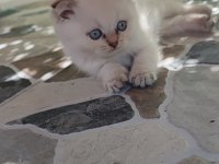 Scottish Fold beyaz panter
