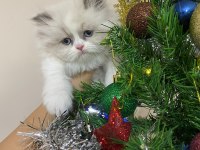YAVRU BRİTİSH LONGHAİR KEDİSİ
