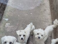 Maltese terrier sıfır numara köpeklerimiz