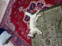 Kedimizi acil sahiplendirme