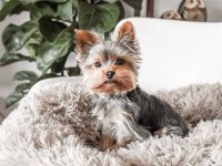 Teacup köpeğimiz daha büyümeyecek