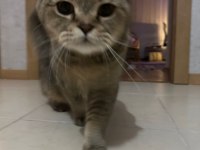 Kedimiz Aslan için güzel bir yuva arıyoruz