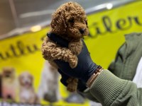 TOY POODLE DÜNYASI