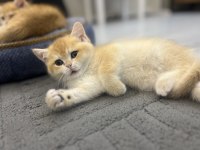 Ny12 Golden Aylık British Shorthair Bebeklerimiz