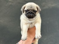 SAFKAN ORJİNAL IRK PUG MOPS YAVRULARIMIZ