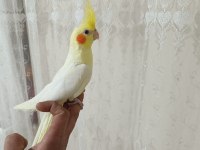 Satılık sultan papağanı erkek