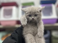 British Shorthair Yavrumuz 2 Aylık