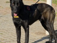 FCI A ŞECERELİ MALİNOİS YAVRULAR