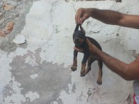 Doberman köpekler