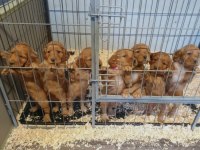 %100 ırk garantili şecereli cocker