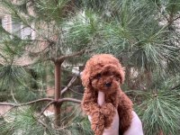 Kore Teacup Poodle Yavru