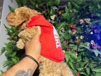 2 aylık toy poodle yavrumuz