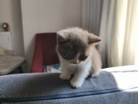 Cinnemon Bio color Erkek kedimiz 2 aylık