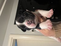 French bulldog yavru köpekler