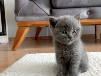 British Shorthair Gri Yavru