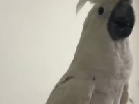 Kakadu yavrular mevcut hepsinden