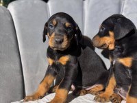 Erkek Doberman King Yavrularımız Mağazamızdan Sizlerle