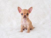Wc Eğitimli Cep Boy Chihuahua