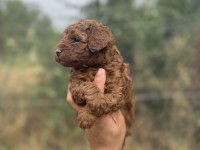 KORE TOY POODLE