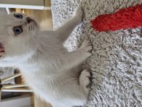 Yavru British Shorthair Bursa Nilüfer