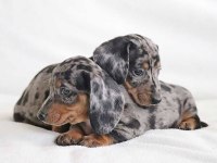 Özel Irk Minyatğr Dachshund Bebeklerimiz Garantili