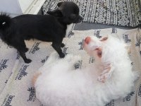 Ücretsiz eğitimli terrier