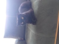 Scottish fold kızımıza yuva arıyoruz