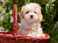 Minicik Büyümeyecek Maltipoo Bebekler