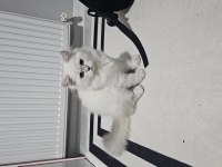 Sevimli british longhair Kedicik